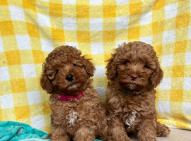 READY FOR NEW HOMESFULLY HEALTH TESTED CAVAPOO PUPPIES