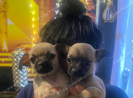 Beautiful grey Chihuahua puppies