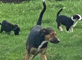 Collie x Huntaway puppies