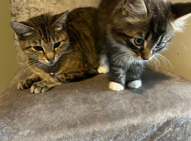 Kitten