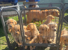 Labrador puppies