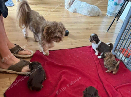 Four adorable shih tzu pups