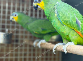 Amazon parrot