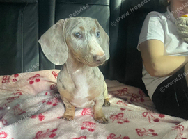 Miniature dachshund