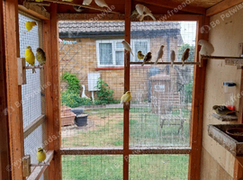 40 boarder canerys for sale offers