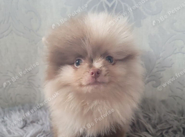 2 stunning pomeranian puppies
