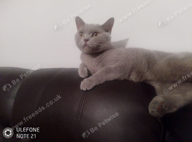 Lilac female British Shorthair