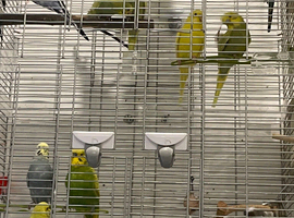 Budgies ready for a new home (all sold)