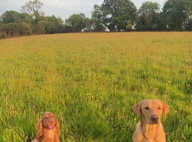 Cocker STUD