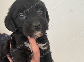 Cocker spaniel cross puppies