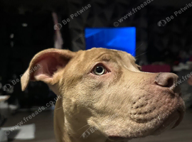 Female mixed breed Bandog & Mastiff