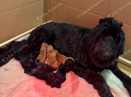 Giant Schnoodle (giant schnauzer/ poodle)