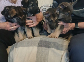 Stunning KC reg German Shepherd pups