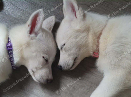 2 gorgeous 11 week old white female husky puppies  (ALMOST READY FOR WALKS)