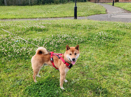Shiba inu