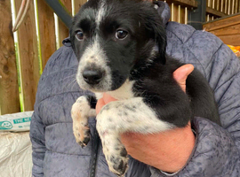 Springer cross collie/sprollie Puppies