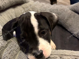 2 presa canario cross american bulldog puppies
