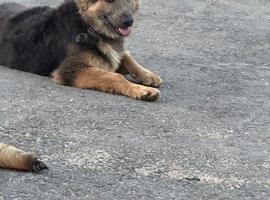 Kc registered long haired female German shepherd