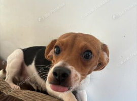 Loving beagle mix looking for forever home