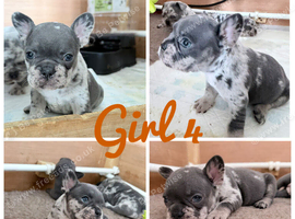 French bulldog puppies