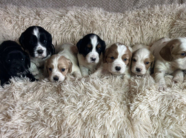 Extensively health tested Cocker Spaniel x Cavalier King Charles puppies (F1 Cockaliers)