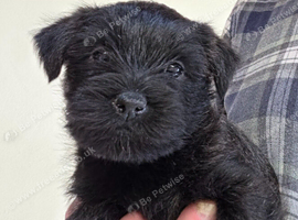 KC reg Cairn Terrier Puppies