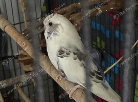 2 male budgies for sale