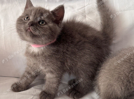 British Shorthair Looking for Their Homes