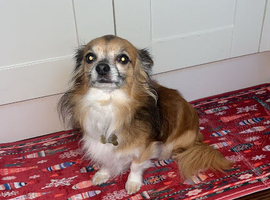 Gold long coat chihuahua for stud only