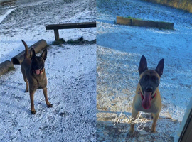 Beautiful female puppies for sale