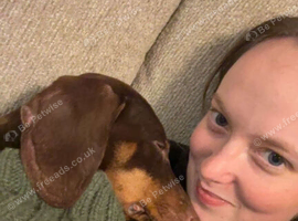 Male dachshund 10 months old