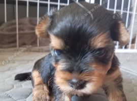 Ready this week 2 beautiful boys yorkies