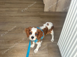Cavalier King Charles