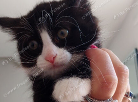 Kitten 10wks
