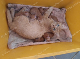 Glorious Ginger Fluffy Persian XTabby kittens