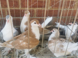 Lahore young birds