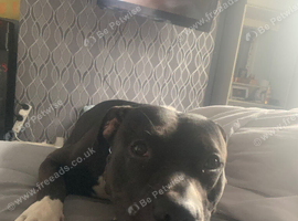 1 year old Lola staff cross