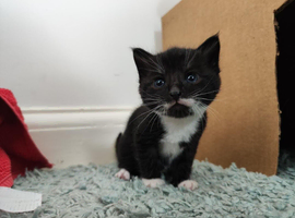 Playful and Adorable Kittens for their new Homes!!