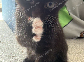 Beautiful black kitten with white patches