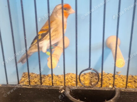 Goldfinch crossed with Satinette Mule