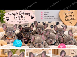 Beautiful kc registered French bulldog puppies