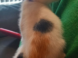 Beautiful female kitten