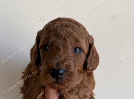 Deep red toy poodles only a boy available (Reduced)
