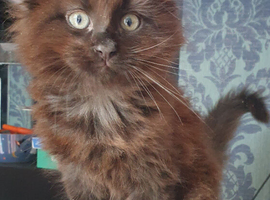 Stunning Main Coon girls