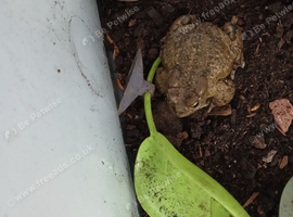 African clawed toads