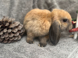 One Gorgeous Little Mini Lop Ready Now!