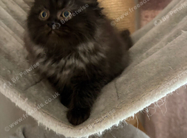 1 male Perdoll kitten ready now