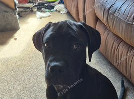 3 month old puppy