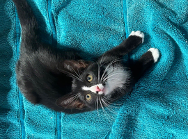 Cute kittens for sale KT4 Sutton