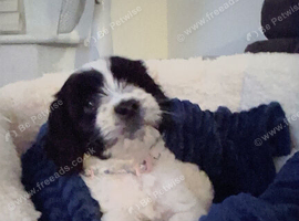 Meet Poppy - A Beautiful Little Girl Looking for Her Forever Home